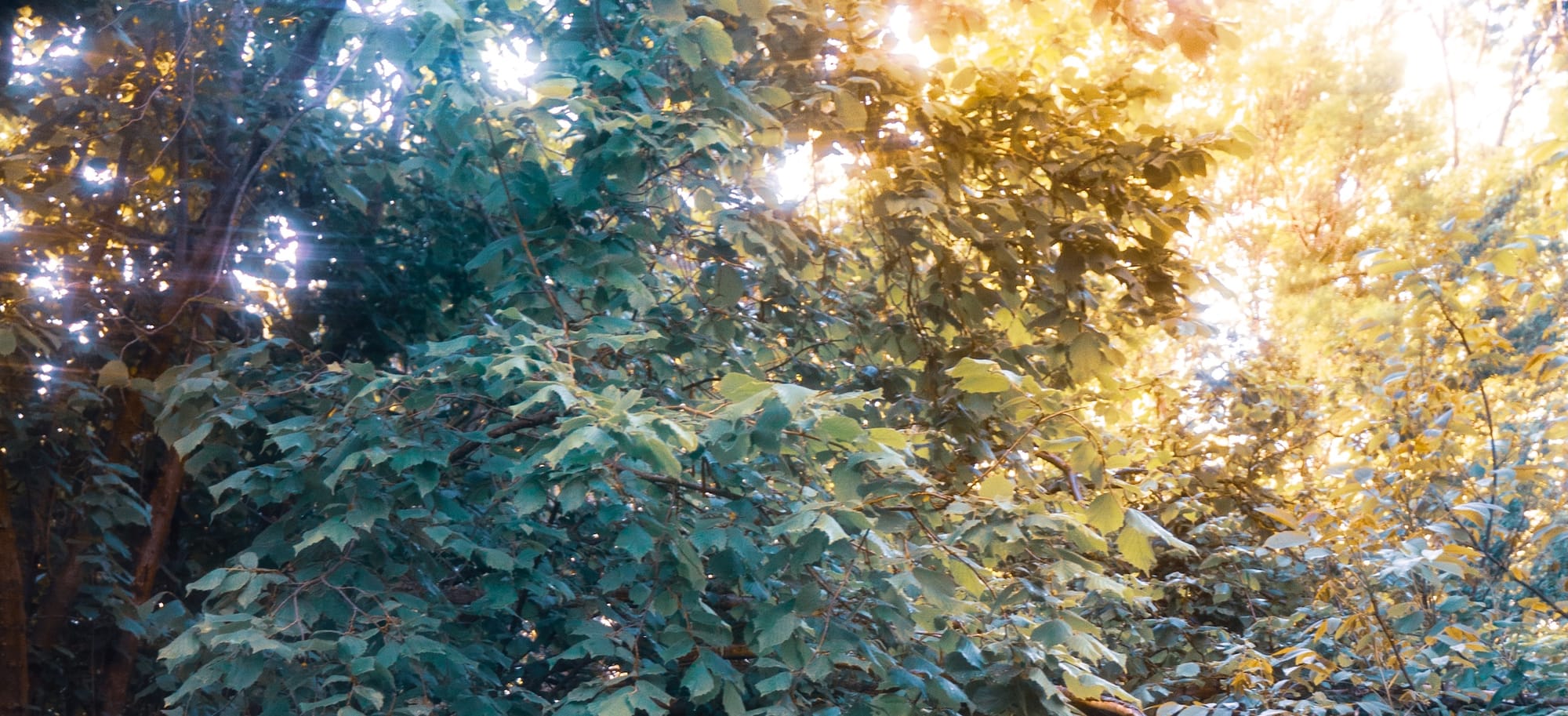 Sk [Rain]'s Synth Kitchen